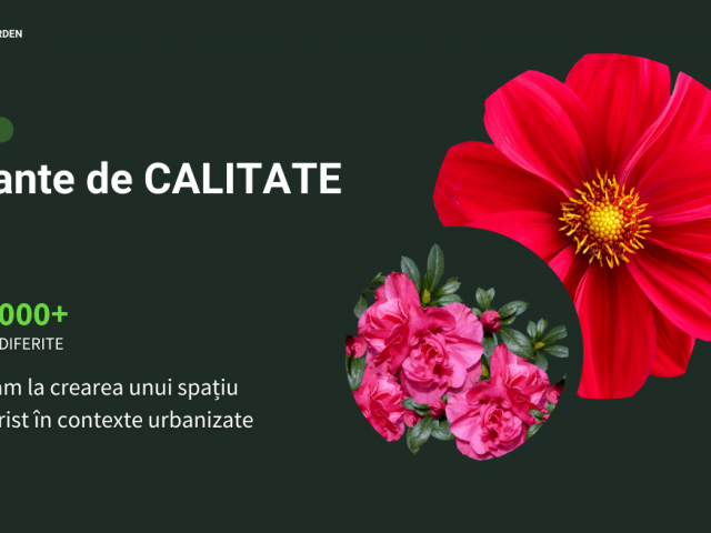 Amenajari Gradini, Irigatii, Gazon - Art Garden